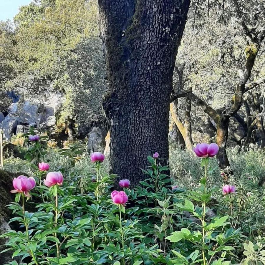 Casa Rural Sierras De Gaucinアパートメント エクステリア 写真